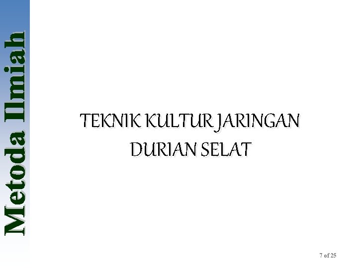 TEKNIK KULTUR JARINGAN DURIAN SELAT 7 of 25 