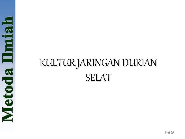 KULTUR JARINGAN DURIAN SELAT 8 of 25 