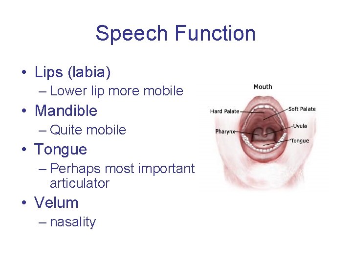 Speech Function • Lips (labia) – Lower lip more mobile • Mandible – Quite