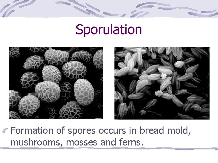 Sporulation Formation of spores occurs in bread mold, mushrooms, mosses and ferns. 