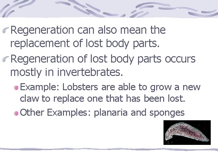 Regeneration can also mean the replacement of lost body parts. Regeneration of lost body