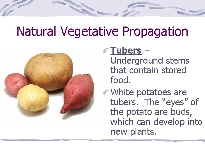 Natural Vegetative Propagation Tubers – Underground stems that contain stored food. White potatoes are