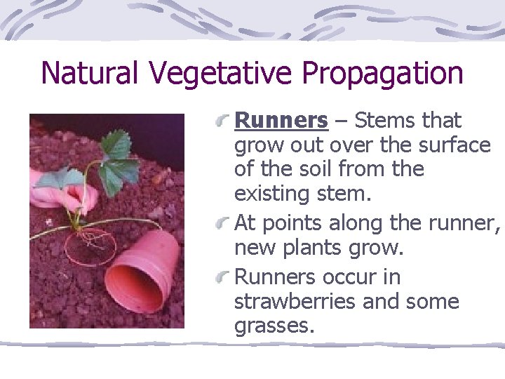 Natural Vegetative Propagation Runners – Stems that grow out over the surface of the