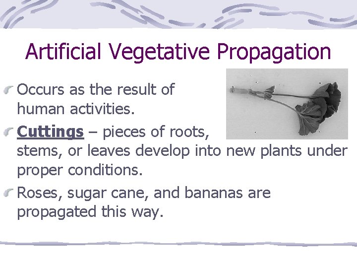 Artificial Vegetative Propagation Occurs as the result of human activities. Cuttings – pieces of