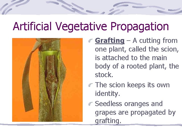 Artificial Vegetative Propagation Grafting – A cutting from one plant, called the scion, is