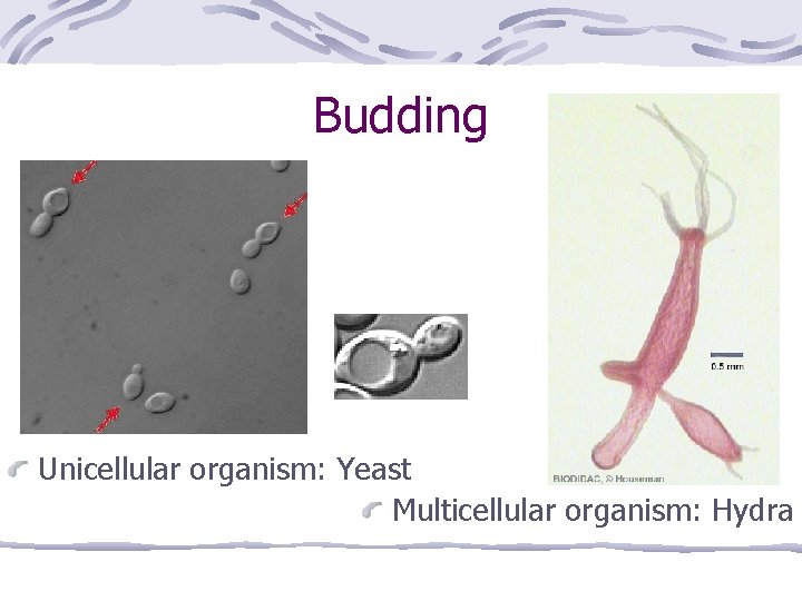 Budding Unicellular organism: Yeast Multicellular organism: Hydra 