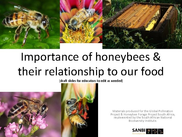 Importance of honeybees their relationship to our food