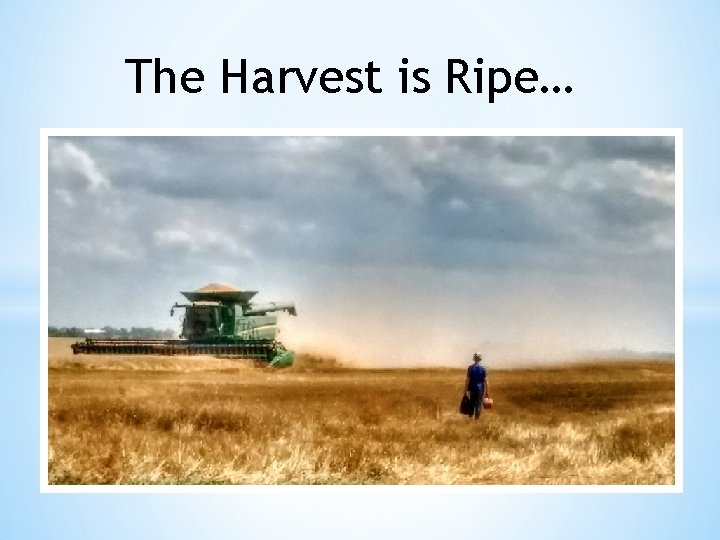 The Harvest is Ripe… 