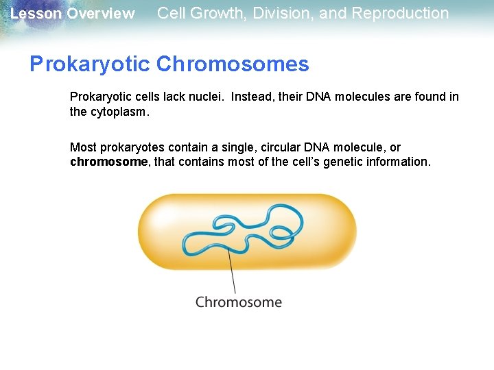 Lesson Overview Cell Growth, Division, and Reproduction Prokaryotic Chromosomes Prokaryotic cells lack nuclei. Instead,