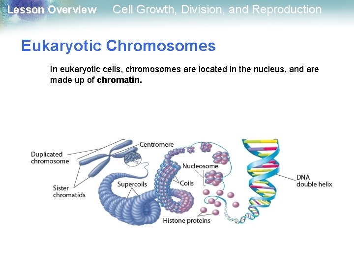 Lesson Overview Cell Growth, Division, and Reproduction Eukaryotic Chromosomes In eukaryotic cells, chromosomes are