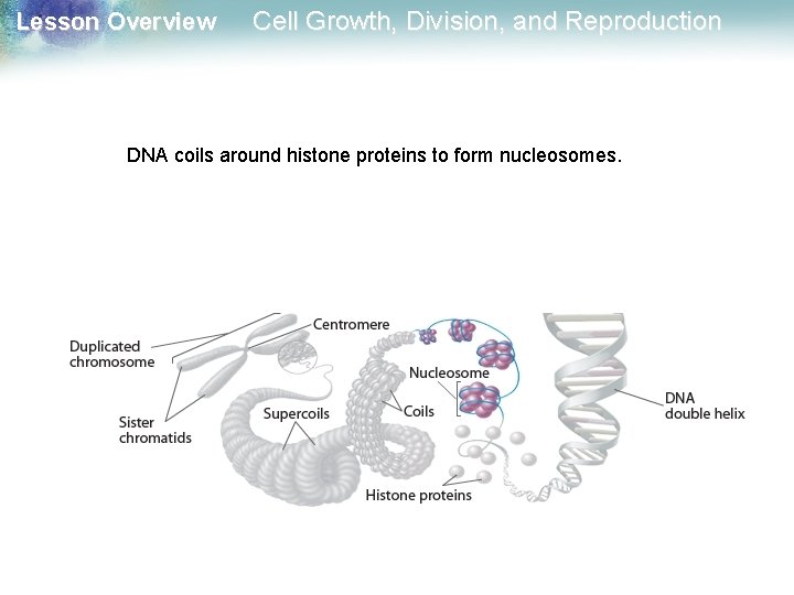 Lesson Overview Cell Growth, Division, and Reproduction DNA coils around histone proteins to form