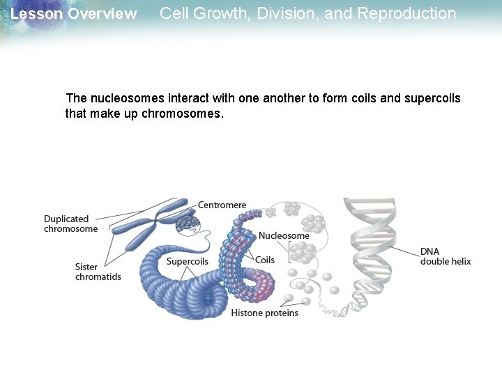 Lesson Overview Cell Growth, Division, and Reproduction The nucleosomes interact with one another to