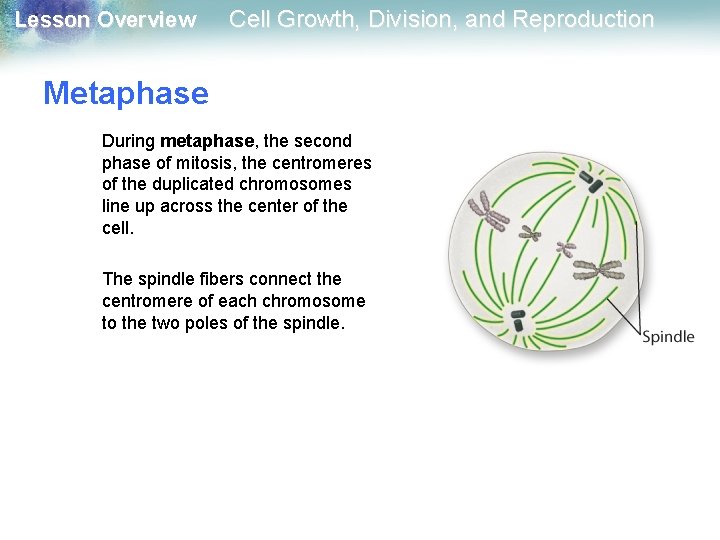 Lesson Overview Cell Growth, Division, and Reproduction Metaphase During metaphase, the second phase of