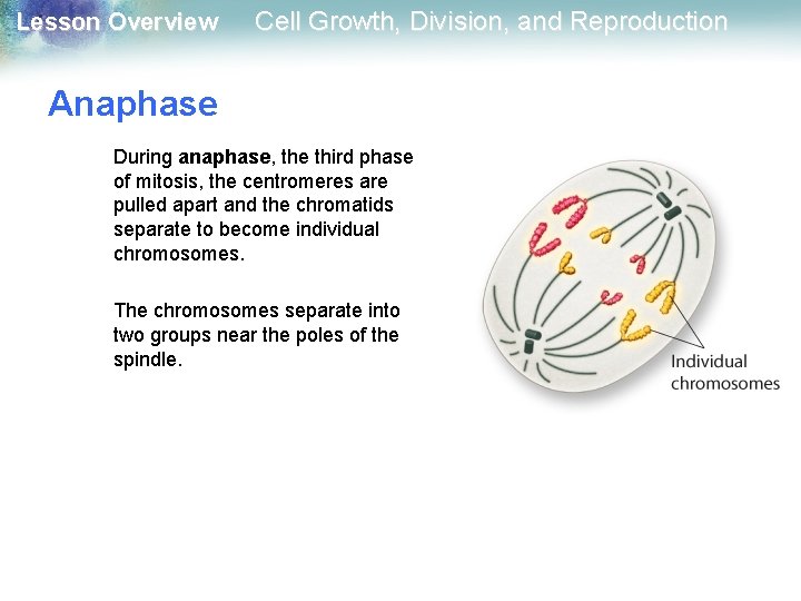 Lesson Overview Cell Growth, Division, and Reproduction Anaphase During anaphase, the third phase of