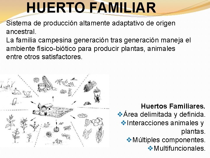 HUERTO FAMILIAR Sistema de producción altamente adaptativo de origen ancestral. La familia campesina generación