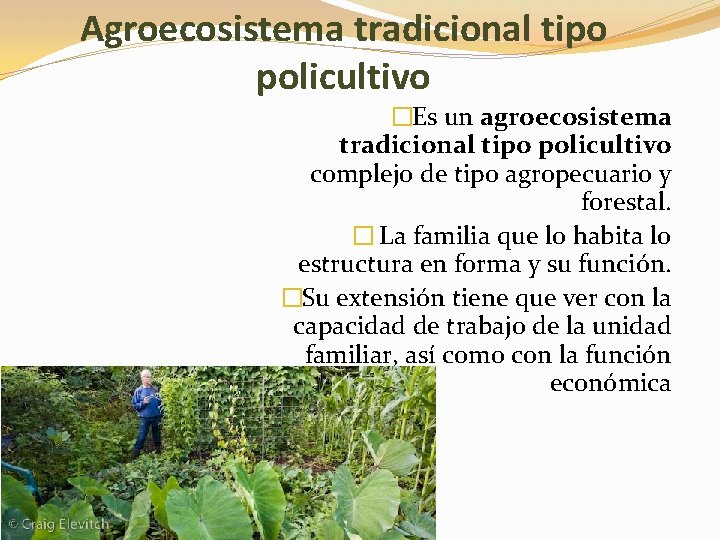 Agroecosistema tradicional tipo policultivo �Es un agroecosistema tradicional tipo policultivo complejo de tipo agropecuario