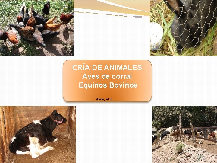 CRÍA DE ANIMALES Aves de corral Equinos Bovinos White, 2013 