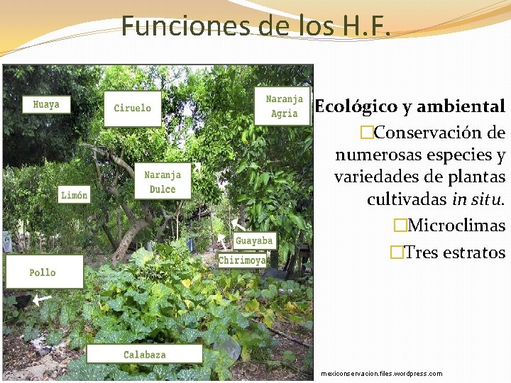 Funciones de los H. F. Ecológico y ambiental �Conservación de numerosas especies y variedades