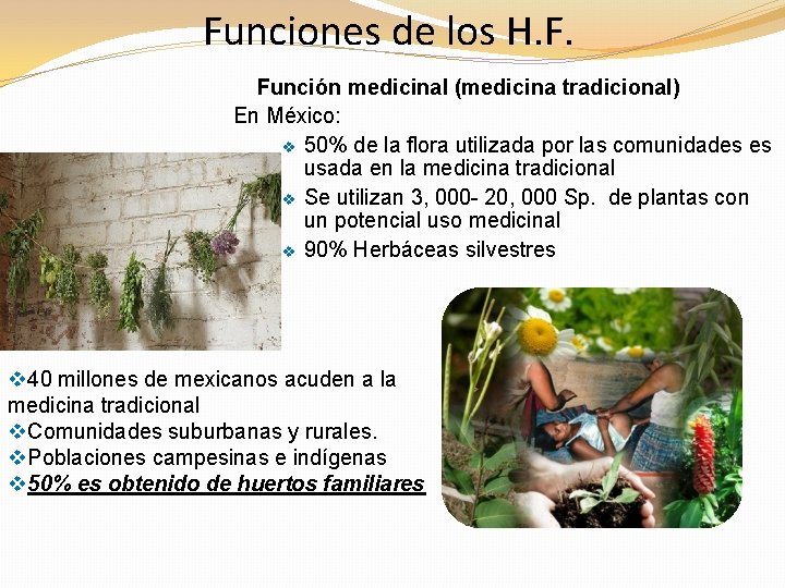 Funciones de los H. F. Función medicinal (medicina tradicional) En México: v 50% de