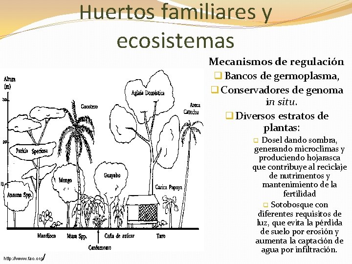 Huertos familiares y ecosistemas Mecanismos de regulación q Bancos de germoplasma, q Conservadores de