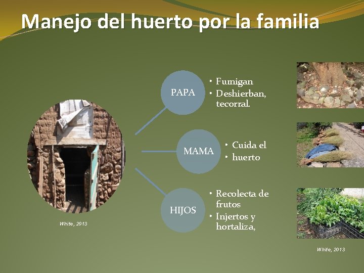 Manejo del huerto por la familia PAPA • Fumigan • Deshierban, tecorral. MAMA HIJOS