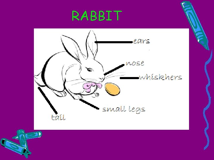 RABBIT 