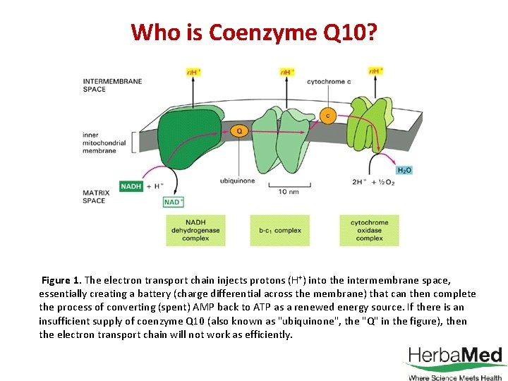 Who is Coenzyme Q 10? Figure 1. The electron transport chain injects protons (H+)
