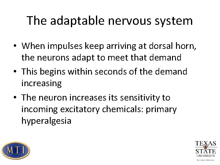 The adaptable nervous system • When impulses keep arriving at dorsal horn, the neurons