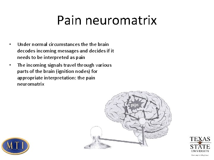 Pain neuromatrix • • Under normal circumstances the brain decodes incoming messages and decides