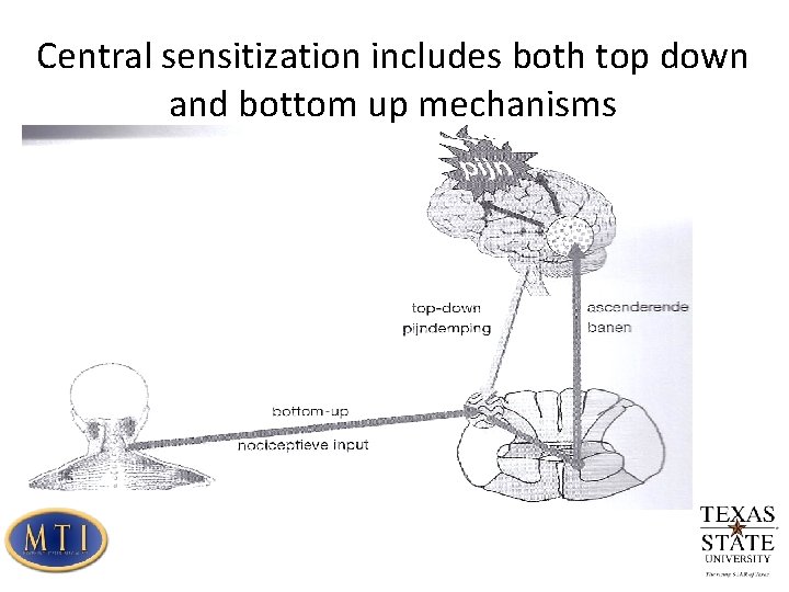 Central sensitization includes both top down and bottom up mechanisms 