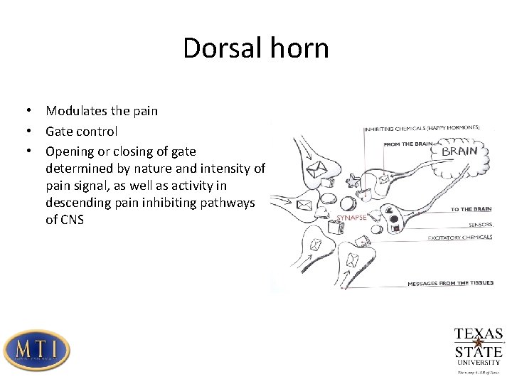 Dorsal horn • Modulates the pain • Gate control • Opening or closing of