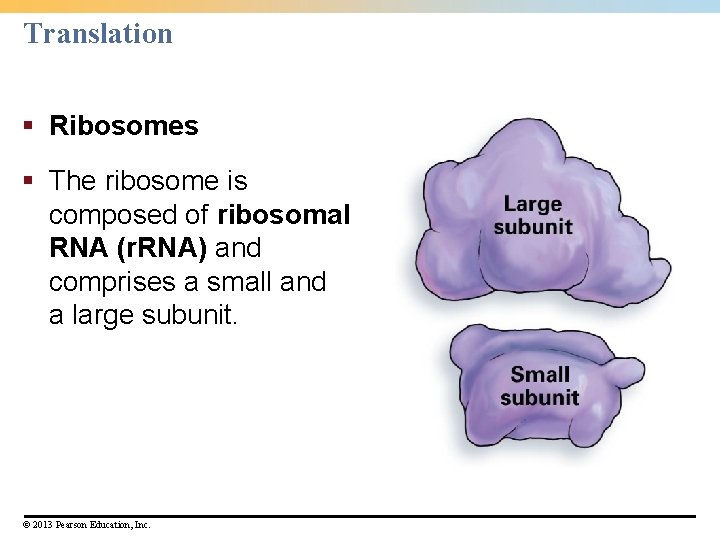 Translation § Ribosomes § The ribosome is composed of ribosomal RNA (r. RNA) and