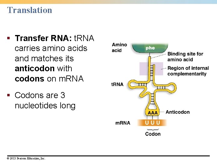 Translation § Transfer RNA: t. RNA carries amino acids and matches its anticodon with