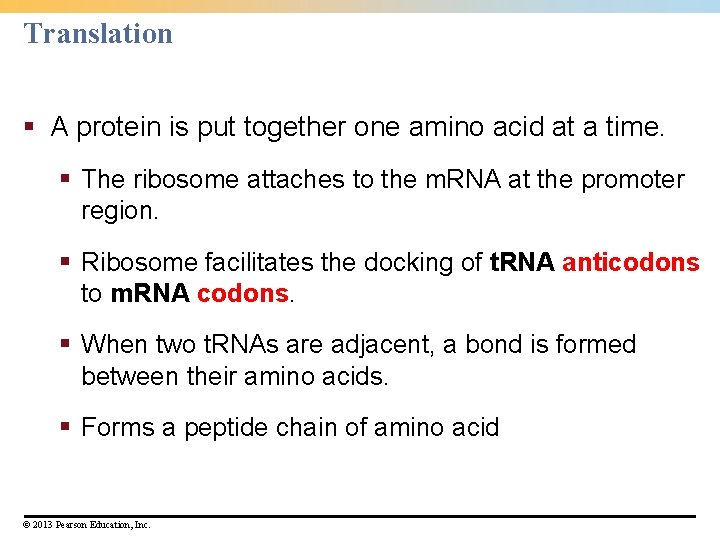 Translation § A protein is put together one amino acid at a time. §