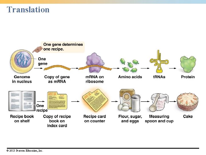 Translation © 2013 Pearson Education, Inc. 