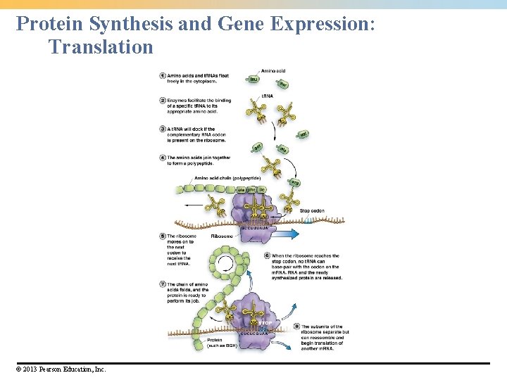 Protein Synthesis and Gene Expression: Translation © 2013 Pearson Education, Inc. 