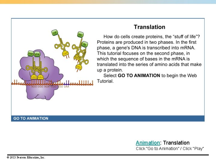Animation: Translation Click “Go to Animation” / Click “Play” © 2013 Pearson Education, Inc.