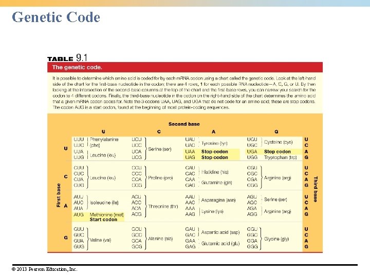 Genetic Code © 2013 Pearson Education, Inc. 