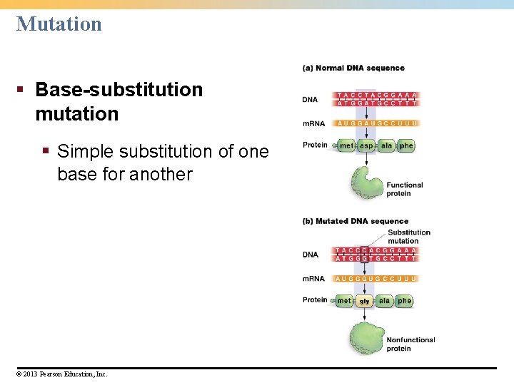 Mutation § Base-substitution mutation § Simple substitution of one base for another © 2013