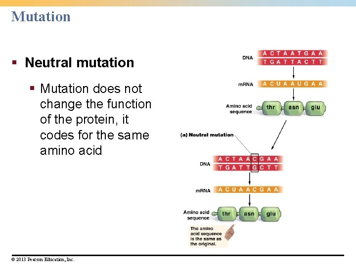 Mutation § Neutral mutation § Mutation does not change the function of the protein,