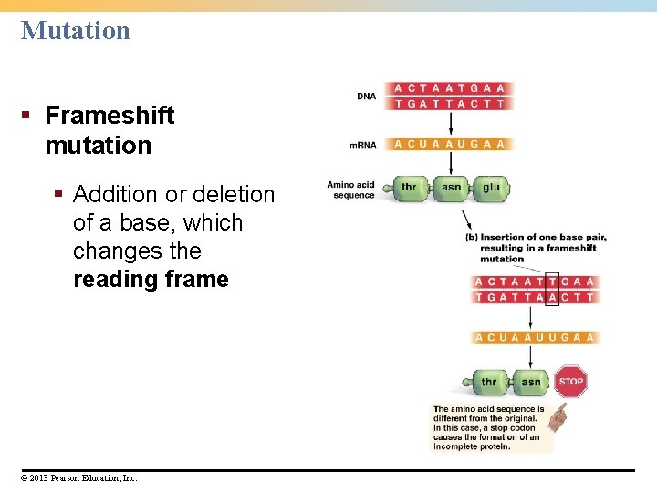 Mutation § Frameshift mutation § Addition or deletion of a base, which changes the