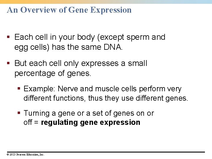 An Overview of Gene Expression § Each cell in your body (except sperm and