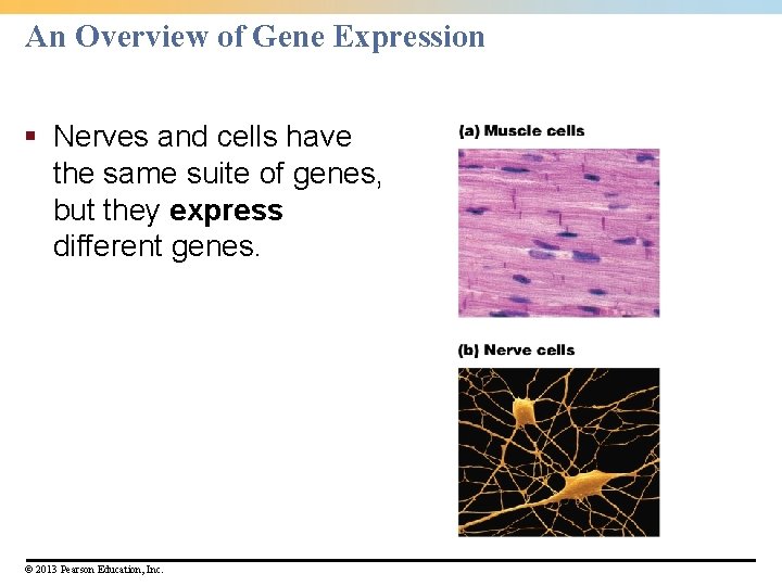 An Overview of Gene Expression § Nerves and cells have the same suite of