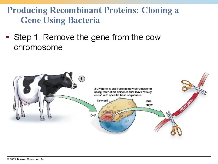 Producing Recombinant Proteins: Cloning a Gene Using Bacteria § Step 1. Remove the gene