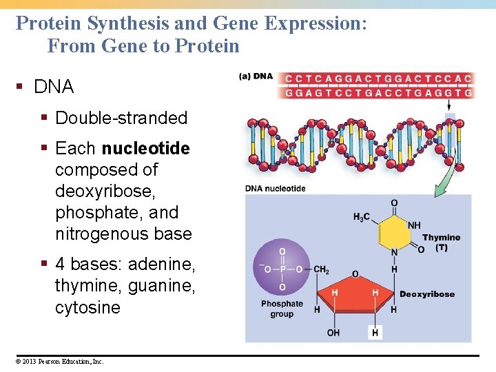 Protein Synthesis and Gene Expression: From Gene to Protein § DNA § Double-stranded §