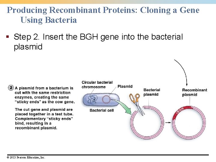 Producing Recombinant Proteins: Cloning a Gene Using Bacteria § Step 2. Insert the BGH