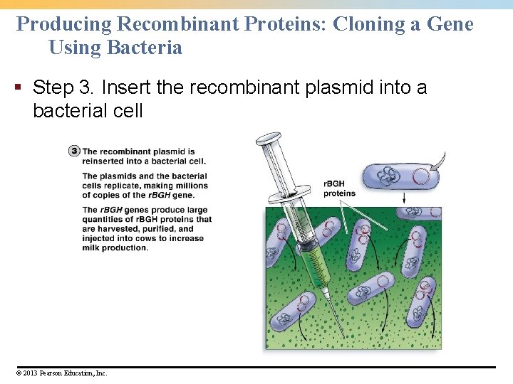 Producing Recombinant Proteins: Cloning a Gene Using Bacteria § Step 3. Insert the recombinant