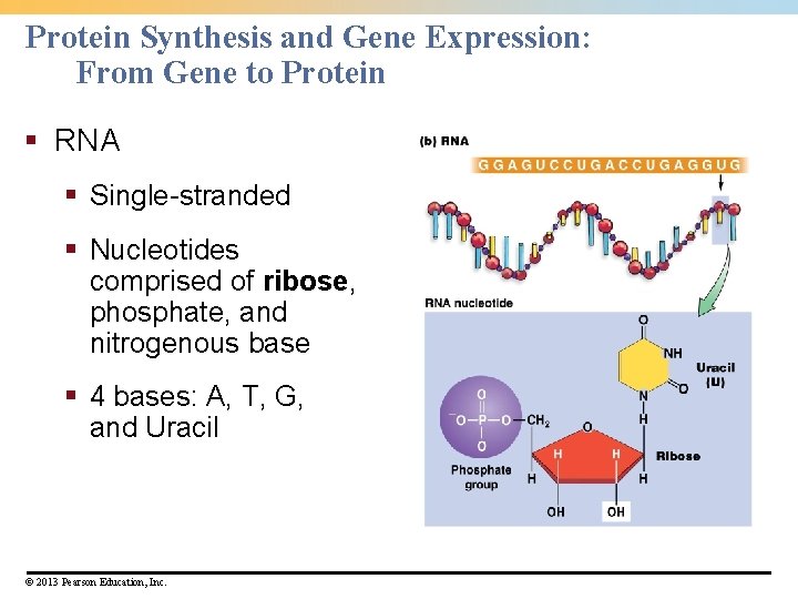 Protein Synthesis and Gene Expression: From Gene to Protein § RNA § Single-stranded §
