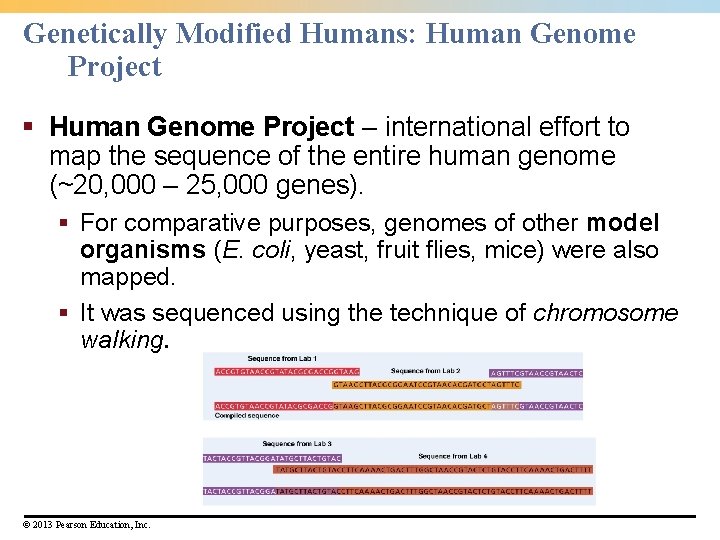 Genetically Modified Humans: Human Genome Project § Human Genome Project – international effort to