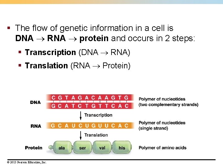 § The flow of genetic information in a cell is DNA RNA protein and